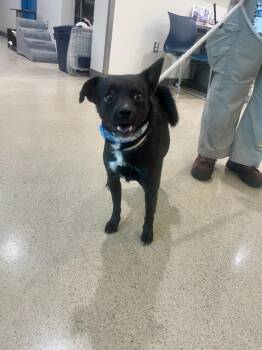 Rescue Chihuahua and Terrier Dogs for Adoption in Manassas, Virginia - Reggie (ID 49052/3719) | PetCurious