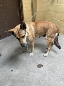 Rescue German Shepherd Dog Dogs for Adoption in Stockton, California - SAYLAH | PetCurious