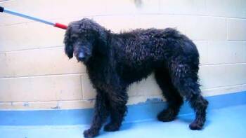 Poodle and Mixed Breed Dogs Available for Adoption in Tulsa, Oklahoma - CREED | PetCurious