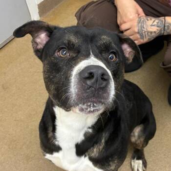 American Staffordshire Terrier Dogs Available for Adoption - Steely Dan | PetCurious