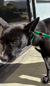 Rescue French Bulldog and Basenji Dogs for Adoption in Ventura, California - Brie | PetCurious