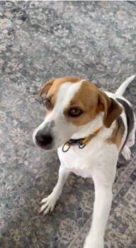 Beagle and American Foxhound Dogs Available for Adoption in Columbia, Maryland - Dali | PetCurious