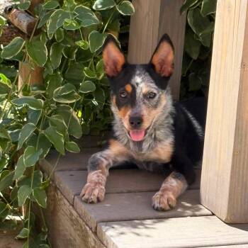 Emmitt -  Australian Cattle Dog Blue Heeler Dog for Adoption in Newport, Washington - Emmitt | PetCurious
