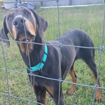 Rescue Doberman Pinscher Dogs for Adoption in Beulaville, North Carolina - Smokey | PetCurious