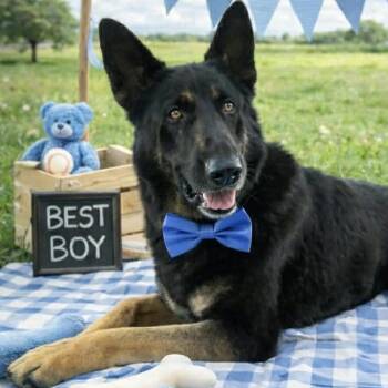 German Shepherd Dog Dogs Available for Adoption - WALTER GS | PetCurious