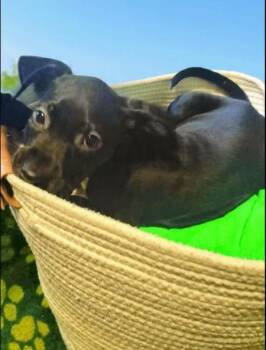 Labrador Retriever Dogs Available for Adoption in Reston, Virginia - Pretty Penny | PetCurious