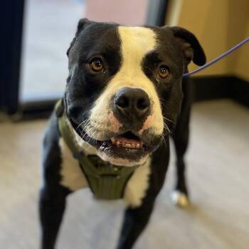 Rescue Pit Bull Terrier Dogs for Adoption in Palm Springs, California - Angus | PetCurious