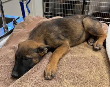German Shepherd Dog Dogs Available for Adoption in Norco, California - EMMA | PetCurious