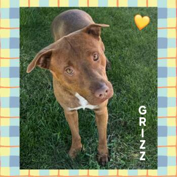 Grizz -  Pit Bull Terrier Dog for Adoption in Mokena, Illinois - Grizz | PetCurious