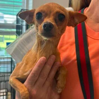 Farrah -  Chihuahua Dog for Adoption in Tampa, Florida - Farrah | PetCurious
