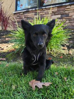 Rescue Papillon Dogs for Adoption in Oakland, California - Tessa Nibbles McGee | PetCurious