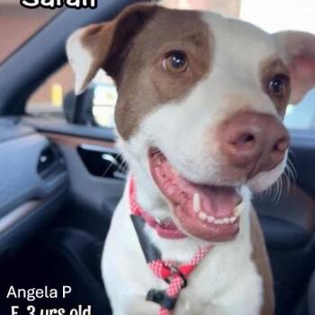 Sara -  Pit Bull Terrier and Mixed Breed Dog for Adoption in Alma, Wisconsin - Sara | PetCurious