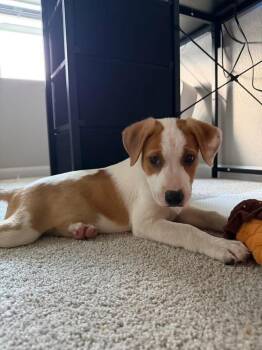 Steph -  Australian Cattle Dog Blue Heeler Dog Available for Adoption in Colorado Springs, Colorado - Steph | PetCurious