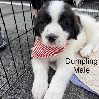 Wonton & Dumpling -  Great Pyrenees and Saint Bernard Dog for Adoption in High View, West Virginia - Wonton & Dumpling | PetCurious