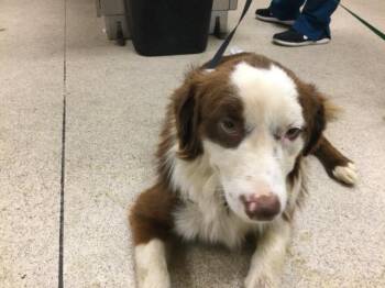 DALE -  Border Collie Dog for Adoption in Riverside, California - DALE | PetCurious