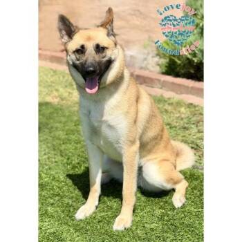 Azula -  German Shepherd Dog and Belgian Shepherd Malinois Dog for Adoption in Inglewood, California - Azula | PetCurious