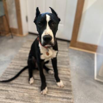 Great Dane Dogs Available for Adoption in Pensacola, Florida - Zeus Puppy | PetCurious