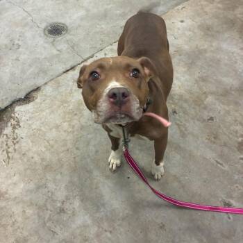 Sissy -  Mixed Breed Dog for Adoption in Corbin, Kentucky - Sissy | PetCurious