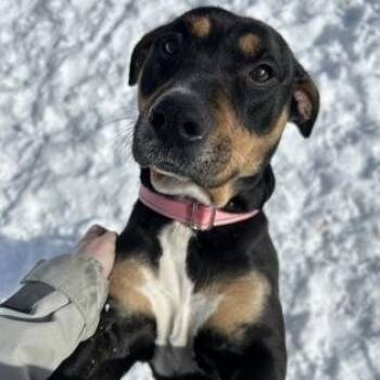 Pit Bull Terrier Dogs Available for Adoption - Cheeto  | PetCurious