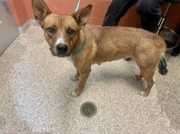 CAROLINA -  Australian Cattle Dog Blue Heeler and Mixed Breed Dog for Adoption in Pueblo, Colorado - CAROLINA | PetCurious