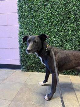 61565102 -  Mixed Breed Dog for Adoption in El Paso, Texas - 61565102 | PetCurious