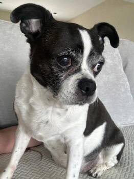 Boston Terrier and Pug Dogs Available for Adoption - Miss Piggy | PetCurious