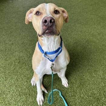 Yoda -  Retriever and Mixed Breed Dog for Adoption in West Palm Beach, Florida - Yoda | PetCurious