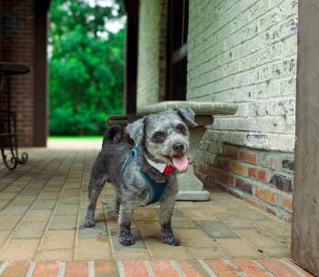 Trip -  Mixed Breed Dog for Adoption in Macon, Georgia - Trip | PetCurious