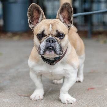 French Bulldog Dogs Available for Adoption in Oakland, California - Jim | PetCurious