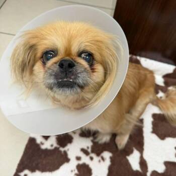 Penelope -  Pekingese Dog for Adoption in Homer Glen, Illinois - Penelope | PetCurious