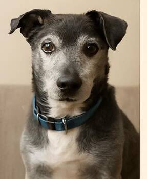 Rescue Jack Russell Terrier Dogs for Adoption in Berkeley, California - Lucky | PetCurious