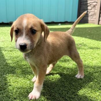 Toby 2856 -  Mixed Breed Dog for Adoption in Loxahatchee Groves, Florida - Toby 2856 | PetCurious