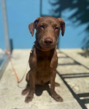 Canelo -  Labrador Retriever Dog for Adoption in Jenkintown, Pennsylvania - Canelo | PetCurious