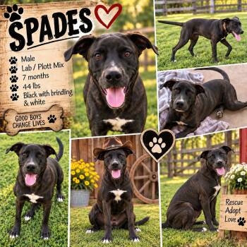 Spades -  Labrador Retriever and American Staffordshire Terrier Dog for Adoption in Jackson, Tennessee - Spades | PetCurious