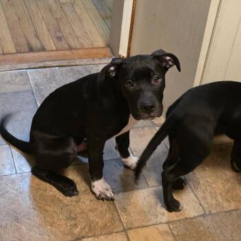 ace -  Pit Bull Terrier Dog for Adoption in Oceanside, New York - Ace | PetCurious