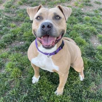 Pit Bull Terrier Dogs Available for Adoption in Camarillo, California - CINDY | PetCurious