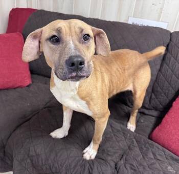 Pit Bull Terrier Dogs Available for Adoption - RAY | PetCurious