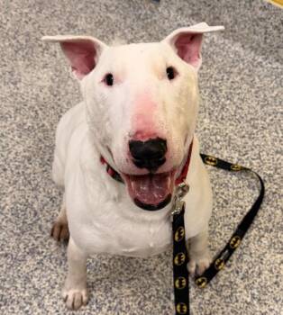 Bull Terrier Dogs Available for Adoption in Golden, Colorado - Mack | PetCurious
