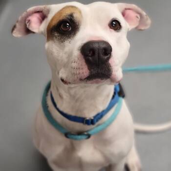 Mixed Breed Dogs Available for Adoption - Dash | PetCurious