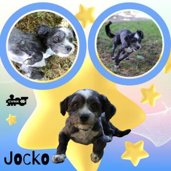 Terrier Dogs Available for Adoption in Lindsay, California - Jocko | PetCurious