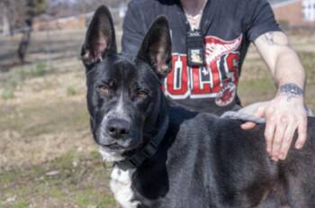 Diablo -  Australian Shepherd Dog for Adoption in Terre Haute, Indiana - Diablo | PetCurious