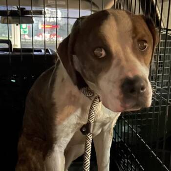 Pit Bull Terrier Dogs Available for Adoption in Newark, New Jersey - Bella Blanca-Stray-46617 | PetCurious
