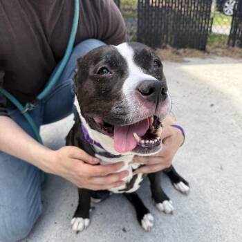 Pit Bull Terrier Dogs Available for Adoption in Reading, Vermont - Lilly | PetCurious