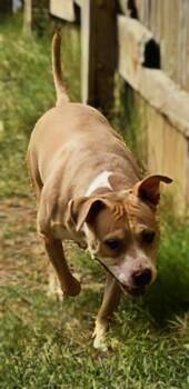 Prince -  Pit Bull Terrier Dog for Adoption in Jackson, Mississippi - Prince | PetCurious