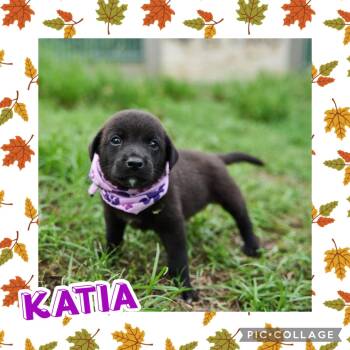 Katia -  Labrador Retriever and Hound Dog for Adoption in Ringwood, New Jersey - Katia | PetCurious