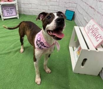 Pit Bull Terrier and Mixed Breed Dogs Available for Adoption in Westland, Michigan - Beets | PetCurious