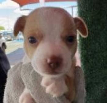 Chihuahua Dogs Available for Adoption in Thompson Falls, Montana - Vaughn | PetCurious