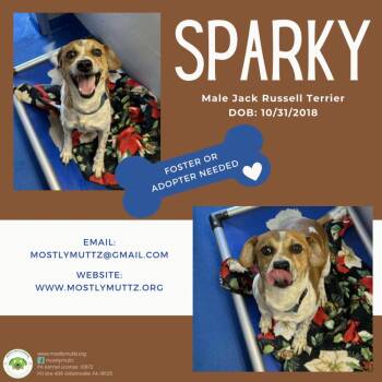 Jack Russell Terrier and Beagle Dogs Available for Adoption - Sparky | PetCurious