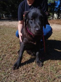 Rescue Labrador Retriever Dogs for Adoption in Smyrna, Georgia - Mira | PetCurious