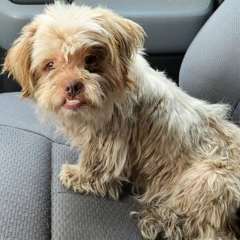 Ringo McGruff -  Yorkshire Terrier Dog for Adoption in Rockdale, Texas - Ringo McGruff | PetCurious